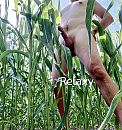 Met men kop boven de mais, foto 2448x2603, 7 reacties, 18 stemmen