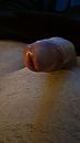Mmmmm eikel, foto 1196x2127, 0 reacties, 1 stemmen