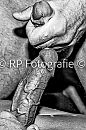 Ouderwets gezellige shoot, foto 1000x1500, 18 reacties, 33 stemmen