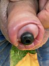 Penisplug erin, foto 3000x4000, 3 reacties, 3 stemmen