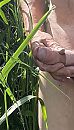 Piemel in t groen, foto 544x941, 0 reacties, 5 stemmen
