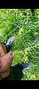 Plassen, foto 1080x2400, 3 reacties, 6 stemmen