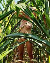 Puur natuur, foto 807x1015, 30 reacties, 75 stemmen