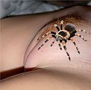 Sannieb, a pussy and a spider, foto 929x926, 2 reacties, 8 stemmen