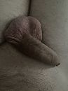 Slap en geschoren, foto 3000x4000, 0 reacties, 1 stemmen