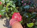 Smell, foto 4000x3000, 1 reacties, 7 stemmen