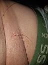 Visdraadje Needle play, foto 3000x4000, 0 reacties, 5 stemmen