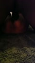 ambachtsheer, film 00:00:25, 5 reacties, 63 stemmen