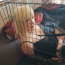 caged slut, foto 1088x1088, 5 reacties, 26 stemmen