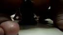 lekker me paard lul rijden, film 00:00:30, 1 reacties, 1 stemmen