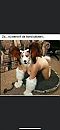 lekker doggy, foto 414x896, 0 reacties, 5 stemmen