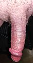lekkere zware lul, foto 1885x3495, 1 reacties, 3 stemmen