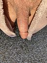 ochtenderectie in het zonnetje, foto 3000x4000, 1 reacties, 5 stemmen