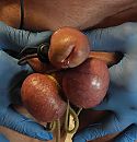 snotneus, foto 1708x1764, 4 reacties, 6 stemmen