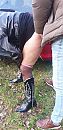 veluwemilf heeft lentekriebels, foto 1944x4000, 25 reacties, 131 stemmen