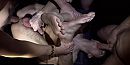 wens, foto 1066x535, 3 reacties, 14 stemmen
