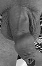 x, foto 1833x2821, 1 reacties, 1 stemmen