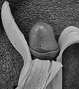 y, foto 2571x2879, 0 reacties, 0 stemmen