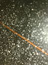 zomaar iets, foto 1920x2560, 9 reacties, 6 stemmen