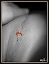 Glimmer, foto 2958x3870, 2 reacties, 8 stemmen