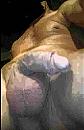 MAN MET LUL, foto 497x776, 0 reacties, 0 stemmen