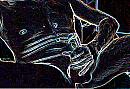 black-white, foto 1546x1053, 3 reacties, 12 stemmen