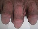 delikadir-uit-dord, foto 320x240, 0 reacties, 1 stemmen