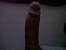 half stijf, foto 1600x1200, 0 reacties, 0 stemmen