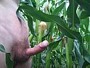 in het mais..., foto 3264x2448, 6 reacties, 14 stemmen