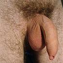 mijn penis, foto 843x844, 1 reacties, 5 stemmen