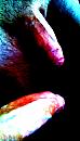 spiegelbeeld, foto 496x881, 0 reacties, 0 stemmen