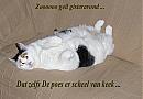 poes, foto 567x391, 3 reacties, 17 stemmen
