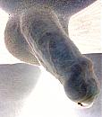 sex toy, foto 1870x2150, 0 reacties, 0 stemmen