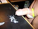zaad, foto 2048x1536, 0 reacties, 0 stemmen