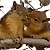 chipmunk