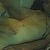 hornyskut86