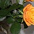 Irmgard