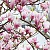 Magnolia81