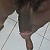 mestrenegro