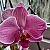 Orchide